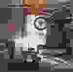 Shooting star - Flesh and blood